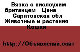 Вязка с вислоухим британцем › Цена ­ 500 - Саратовская обл. Животные и растения » Кошки   